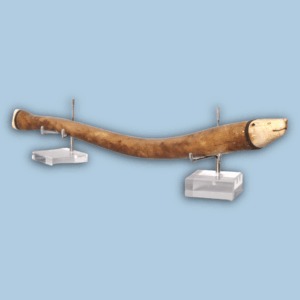 Inuit Walrus Bone Oosik Club with a Bear Figure