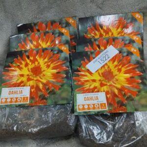 Firebird Dahlia Bulbs