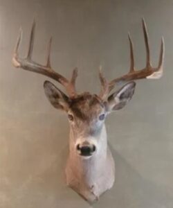 Auction Item