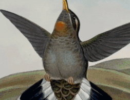 Gould Collection Image